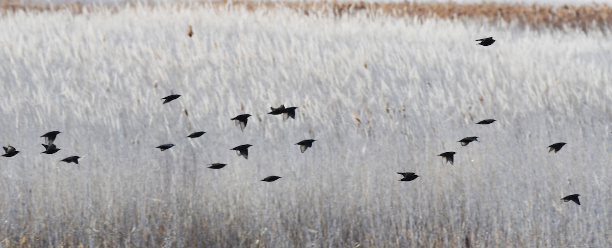 European Starling - ML627796723