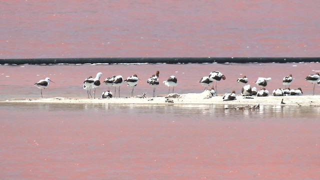 Red-necked Avocet - ML627796764