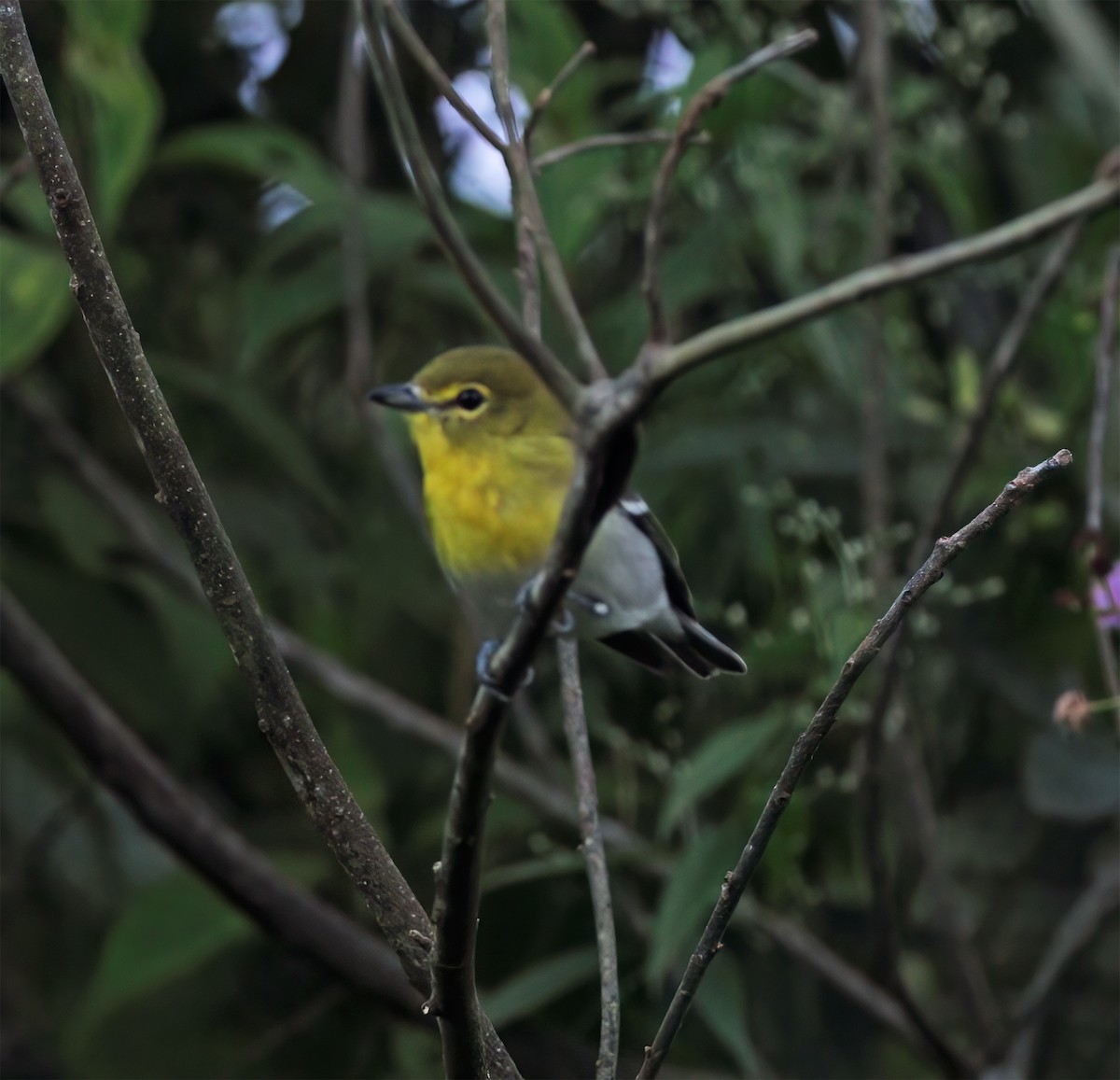 Yellow-throated Vireo - ML627796768