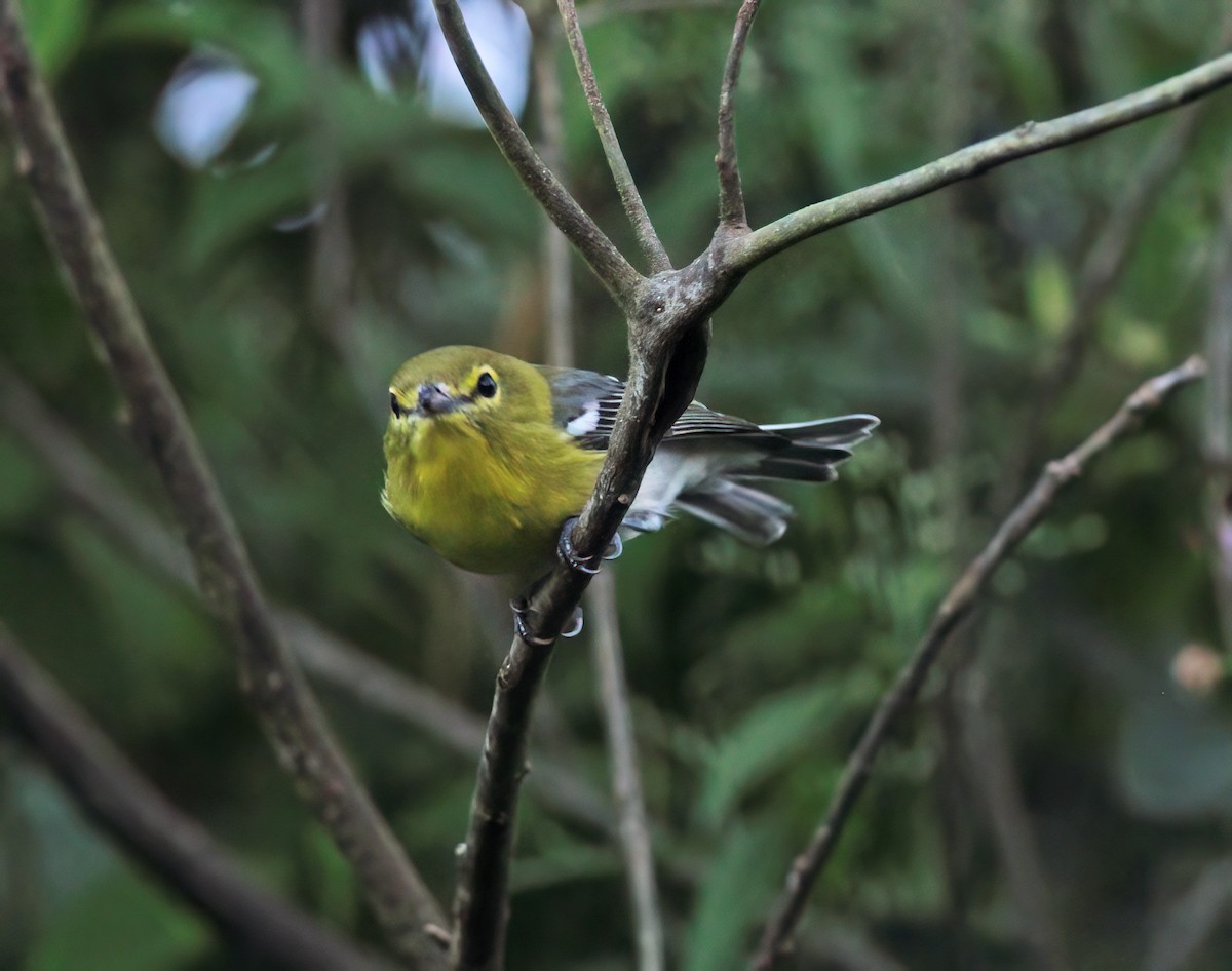 Yellow-throated Vireo - ML627796769