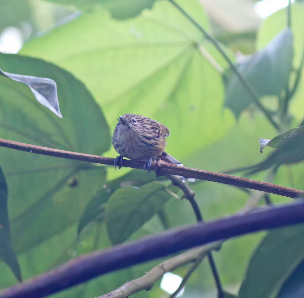 Santa Marta Antbird - ML627796790