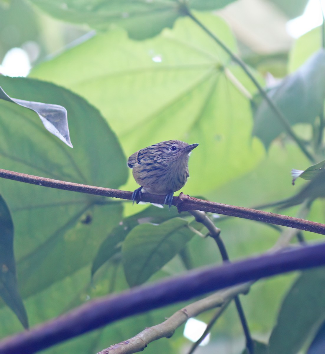 Santa Marta Antbird - ML627796791