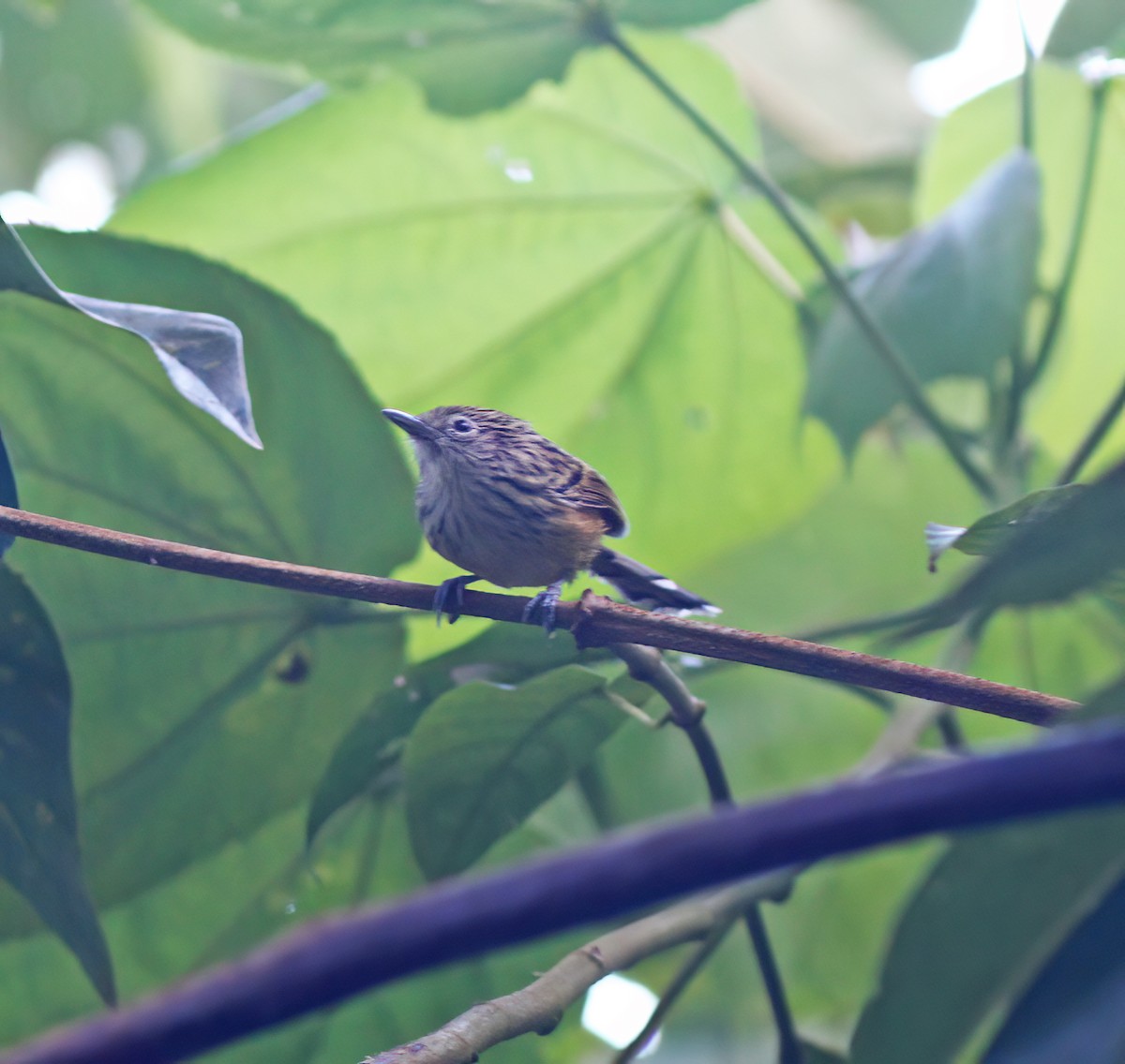 Santa Marta Antbird - ML627796792