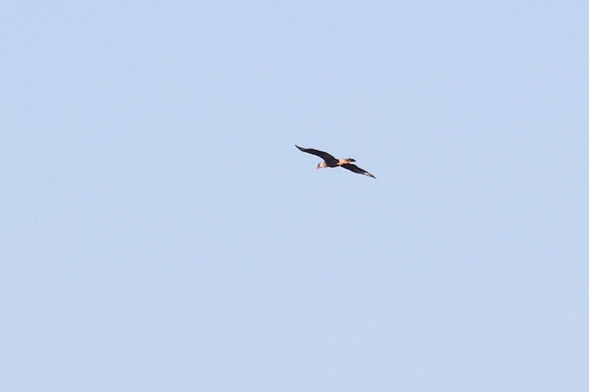 Crested Caracara - ML627796839