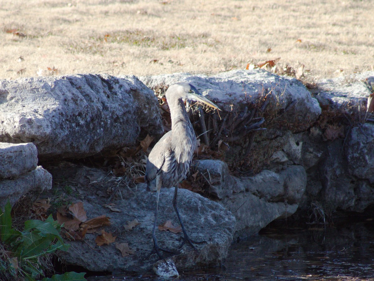 Garza Azulada - ML627796854