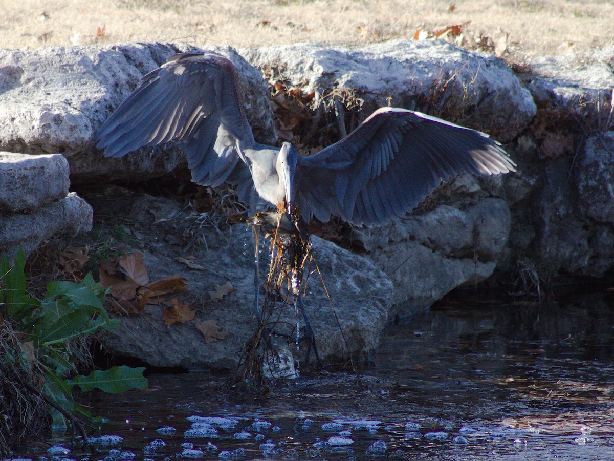 Garza Azulada - ML627796855