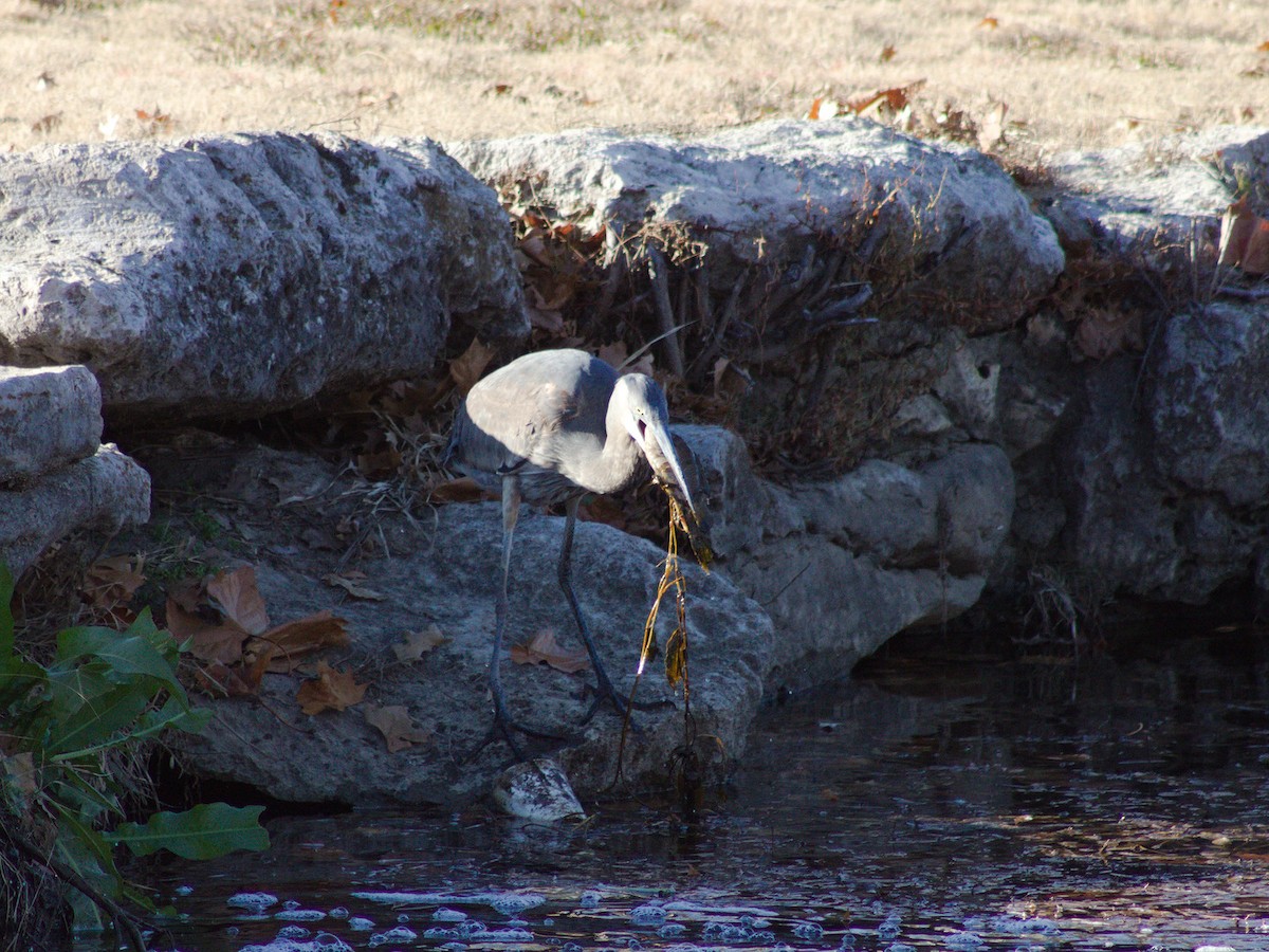 Garza Azulada - ML627796857