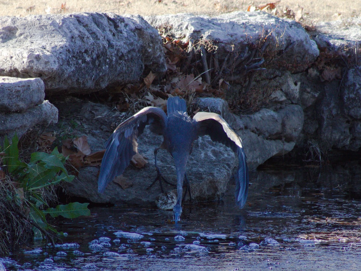 Garza Azulada - ML627796858