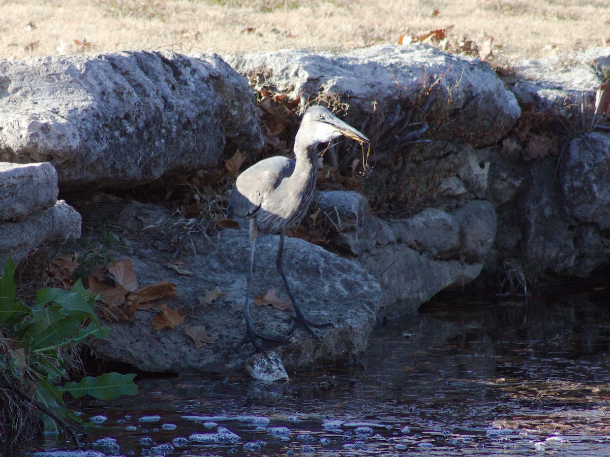 Garza Azulada - ML627796859