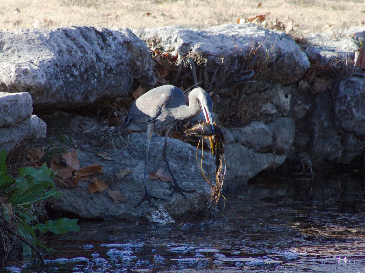 Garza Azulada - ML627796860