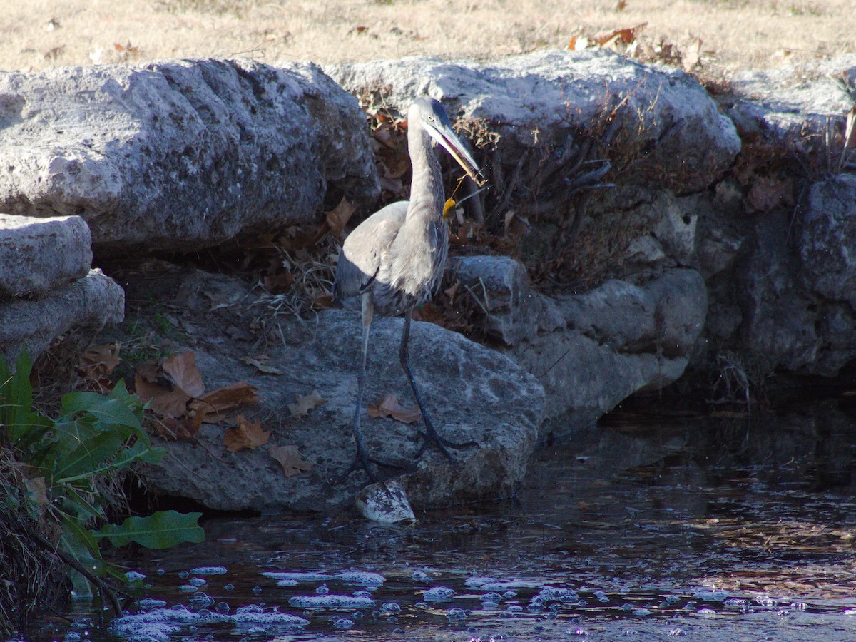 Garza Azulada - ML627796861