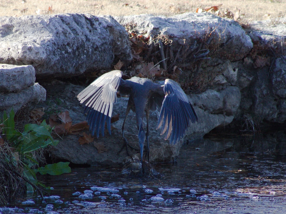 Garza Azulada - ML627796862