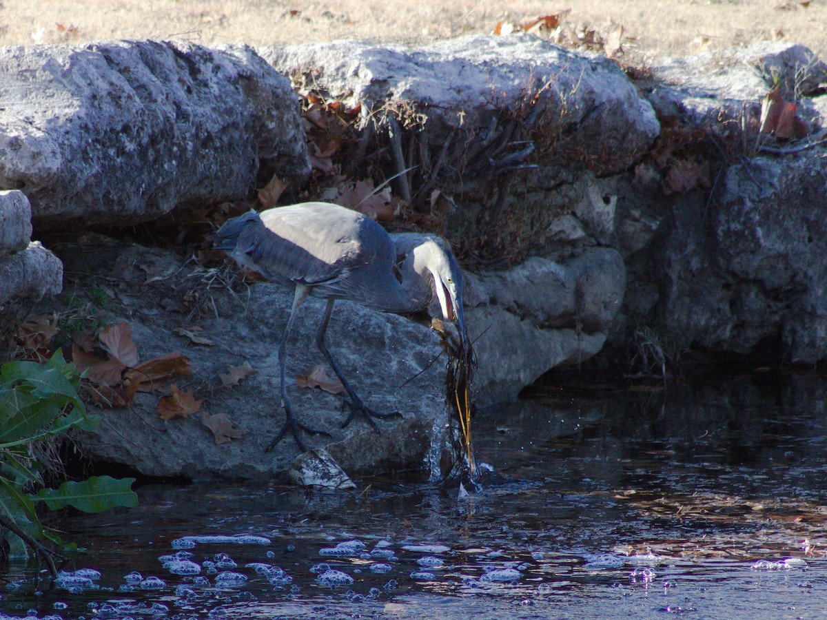 Garza Azulada - ML627796863