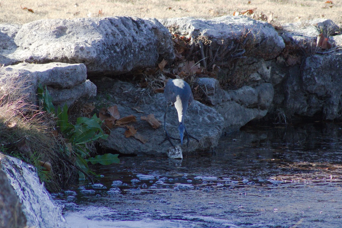 Garza Azulada - ML627796865