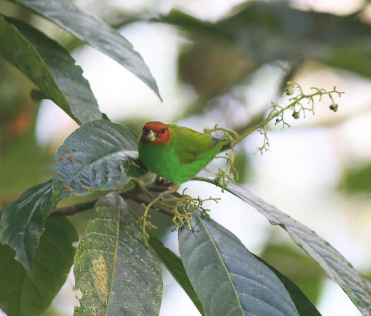 Bay-headed Tanager - ML627796888