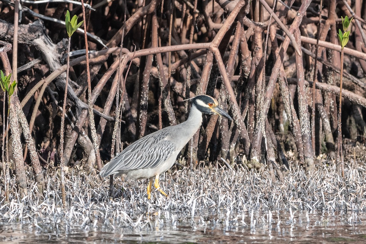 Yellow-crowned Night Heron - ML627796918