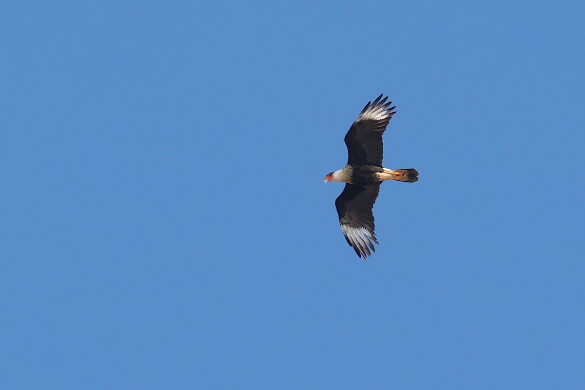 Crested Caracara - ML627797001