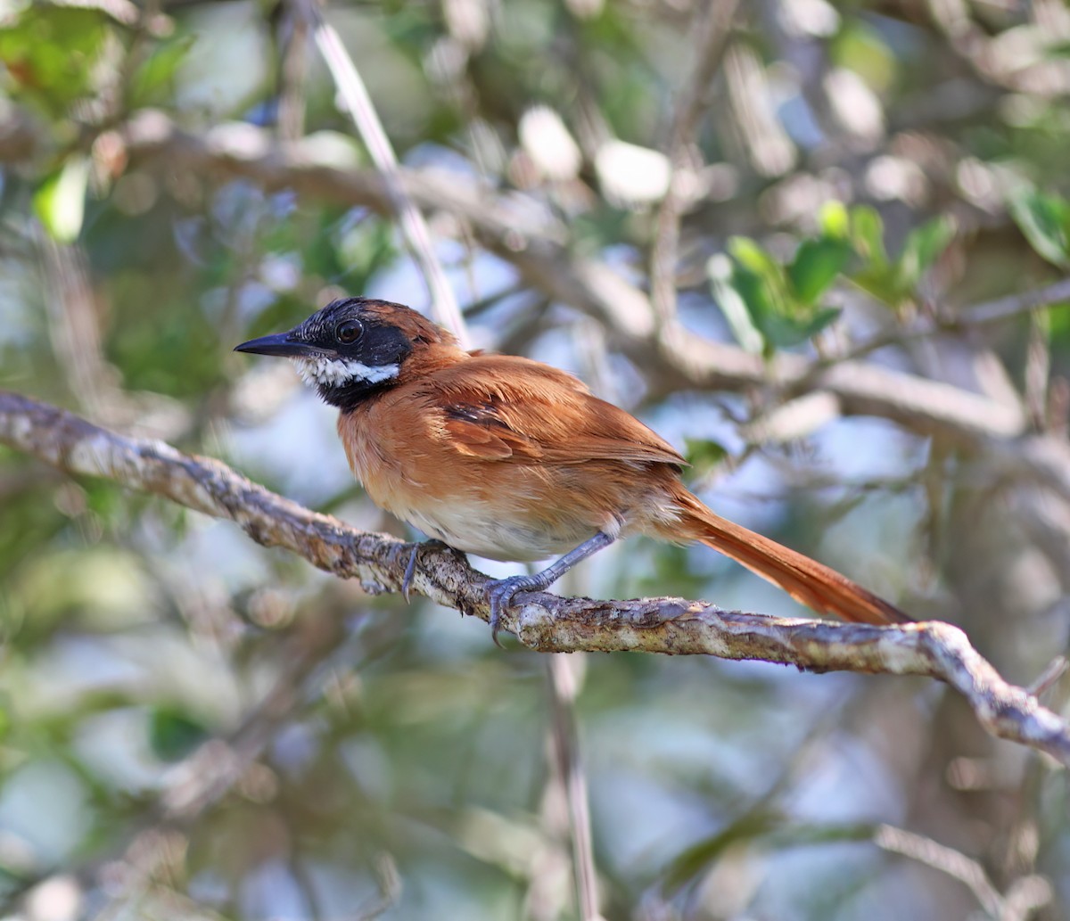 White-whiskered Spinetail - ML627797022