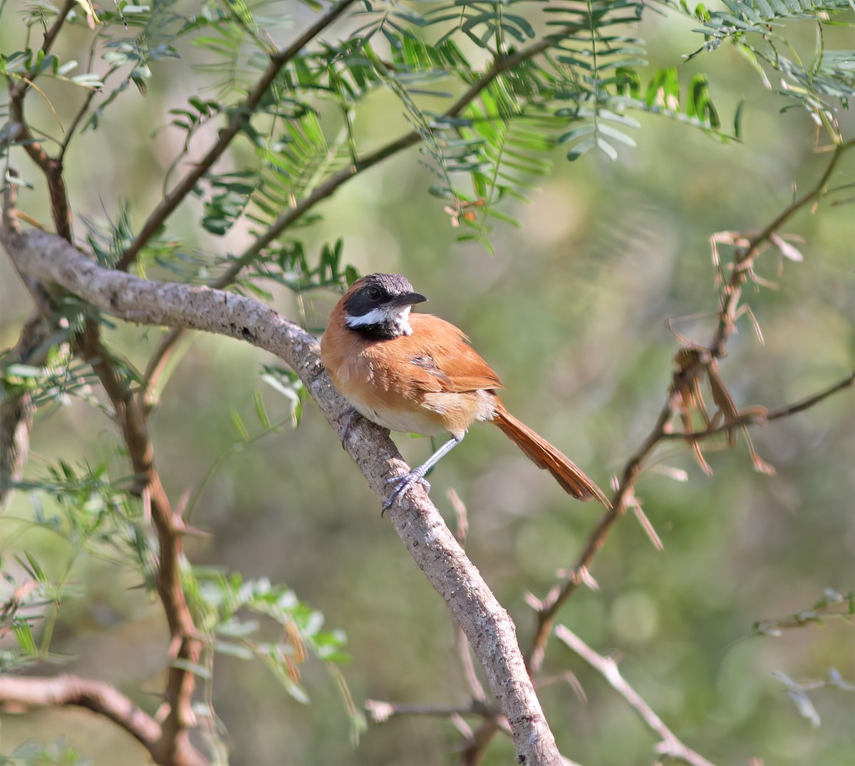 White-whiskered Spinetail - ML627797023