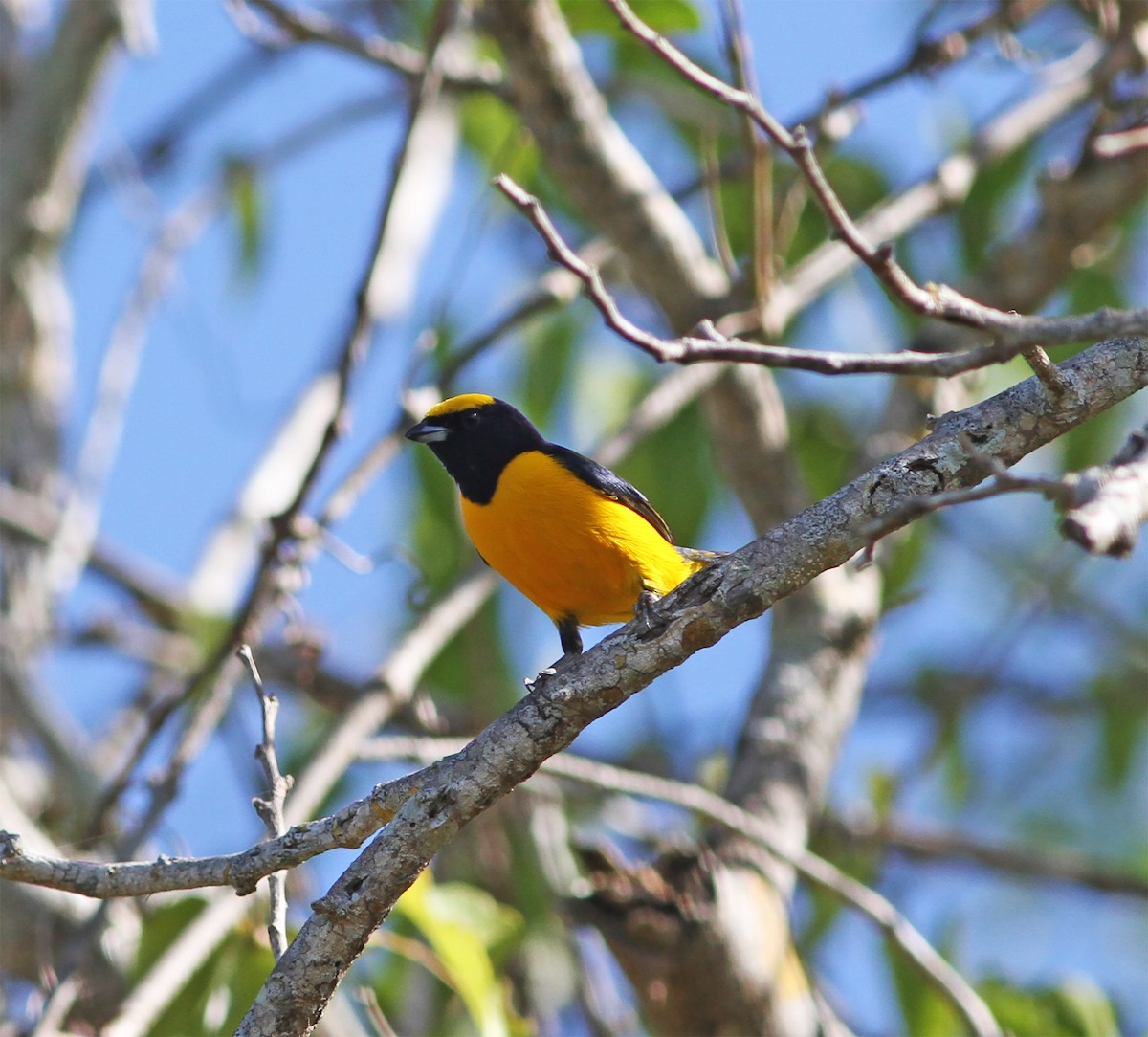 Trinidad Euphonia - ML627797030