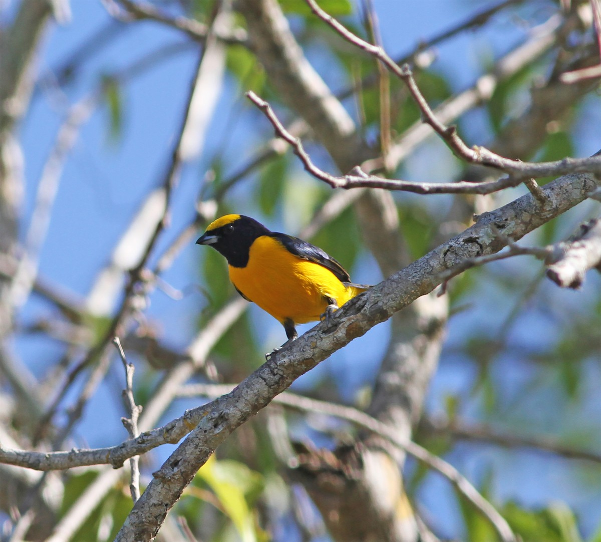 Trinidad Euphonia - ML627797031