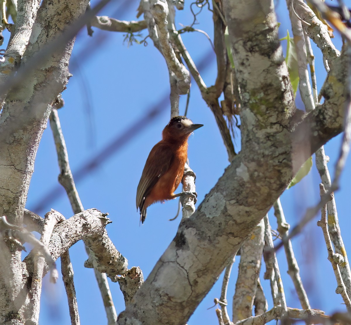 Chestnut Piculet - ML627797046