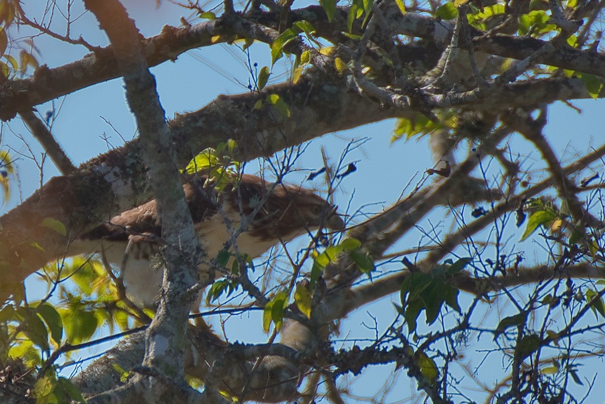 Red-tailed Hawk - ML627797047