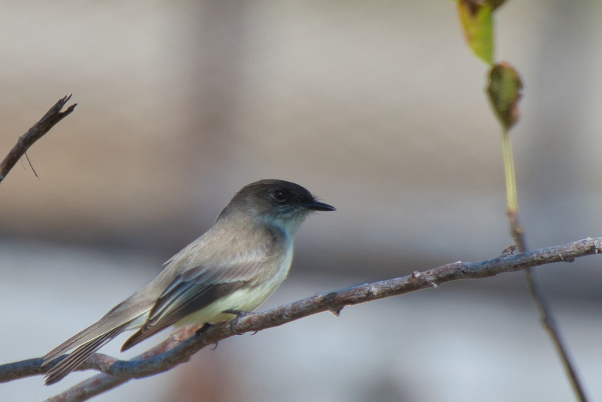 Eastern Phoebe - ML627797049