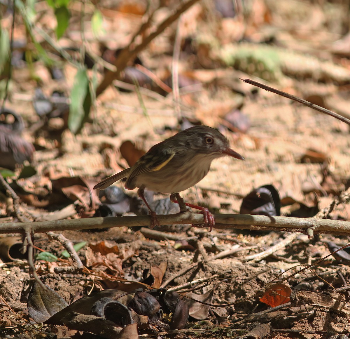 Pearly-vented Tody-Tyrant - ML627797051