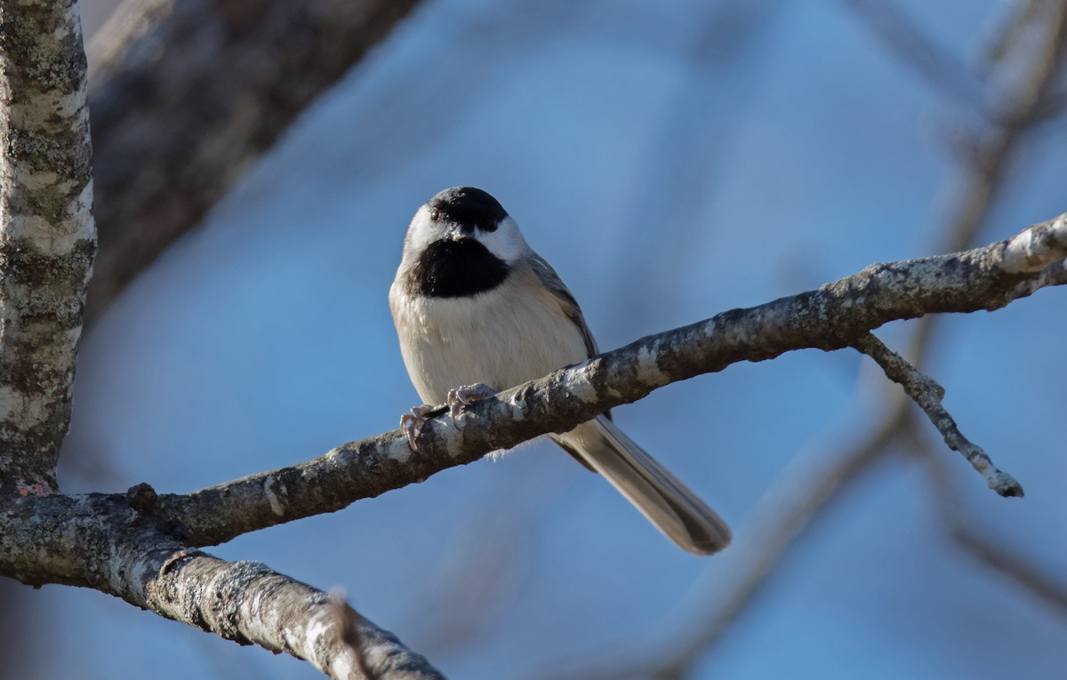 Mésange de Caroline - ML627797061