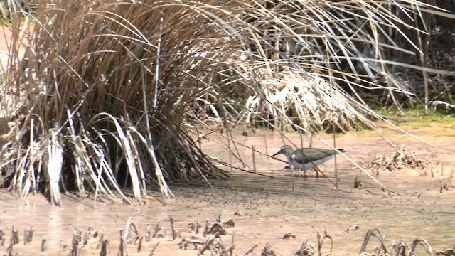 Common Sandpiper - ML627797063