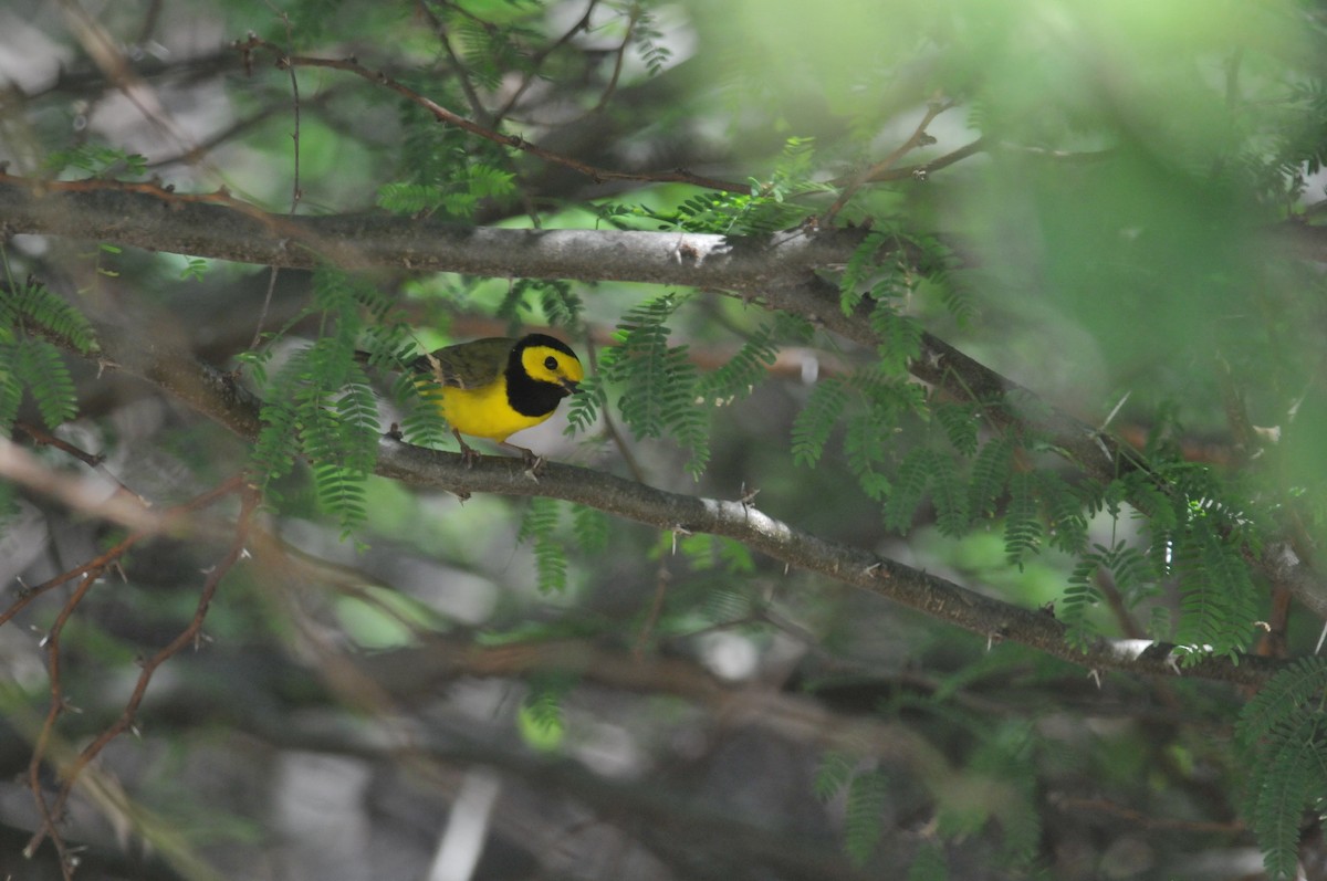 Hooded Warbler - ML627797066