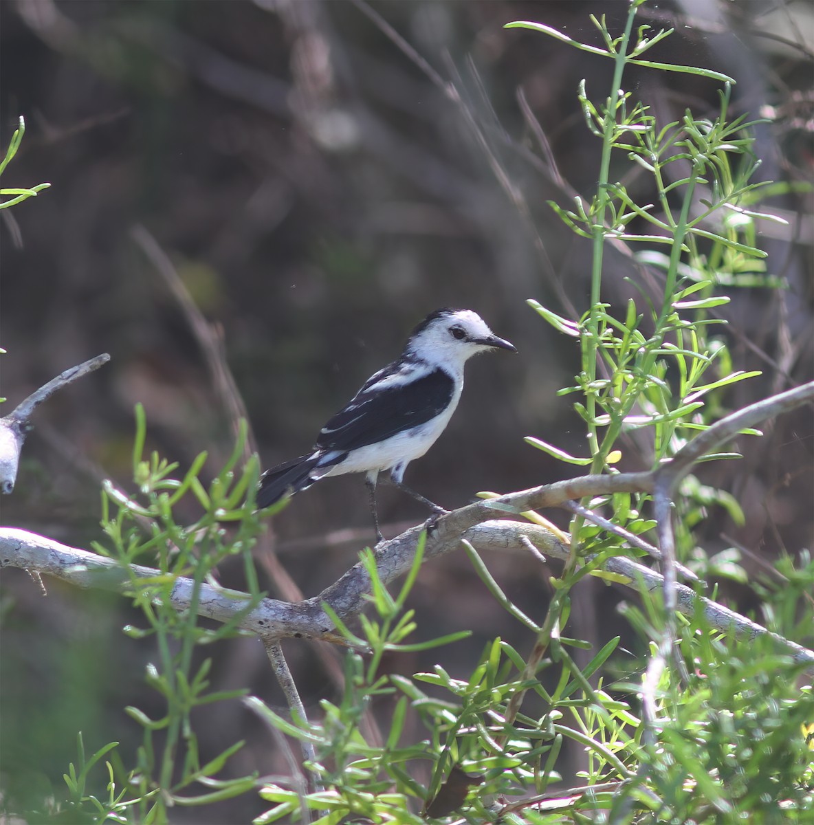 Pied Water-Tyrant - ML627797074