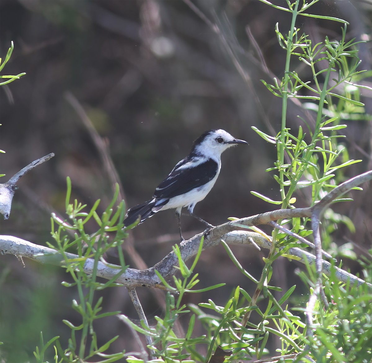 Pied Water-Tyrant - ML627797075