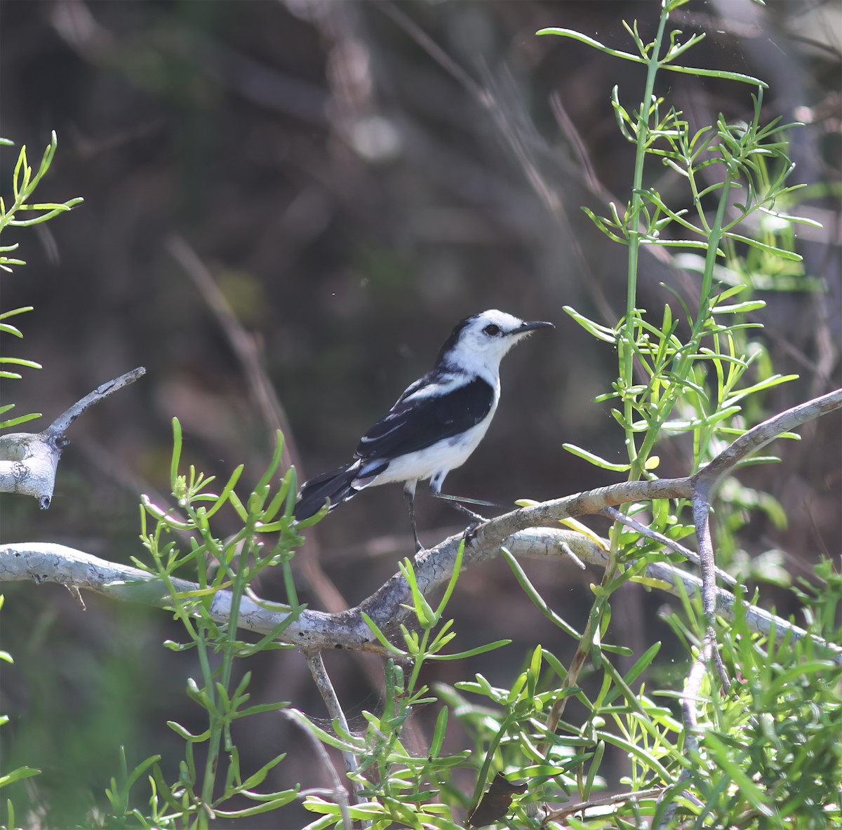 Pied Water-Tyrant - ML627797076