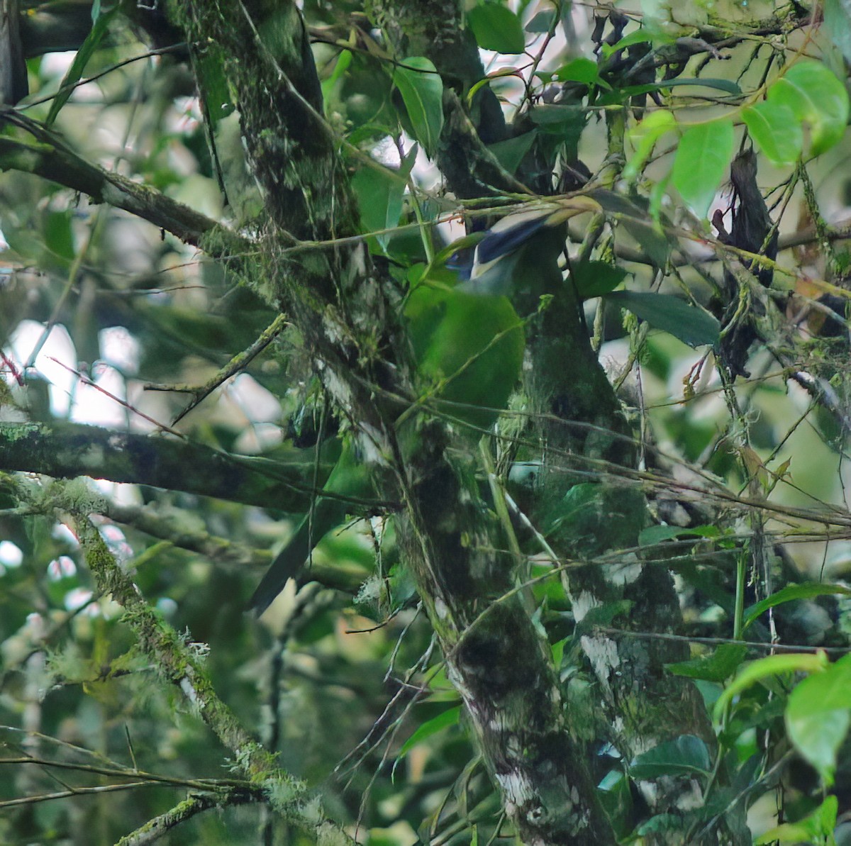 Groove-billed Toucanet - ML627797080