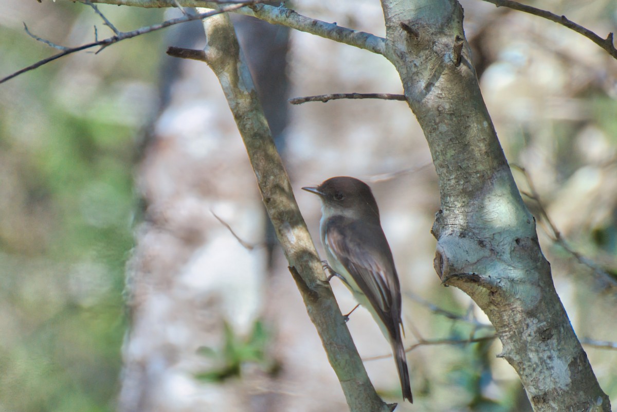 Eastern Phoebe - ML627797082