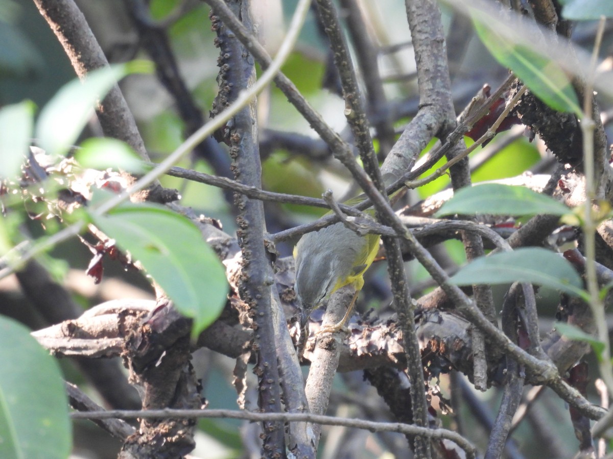 Gray-hooded Warbler - ML627797083