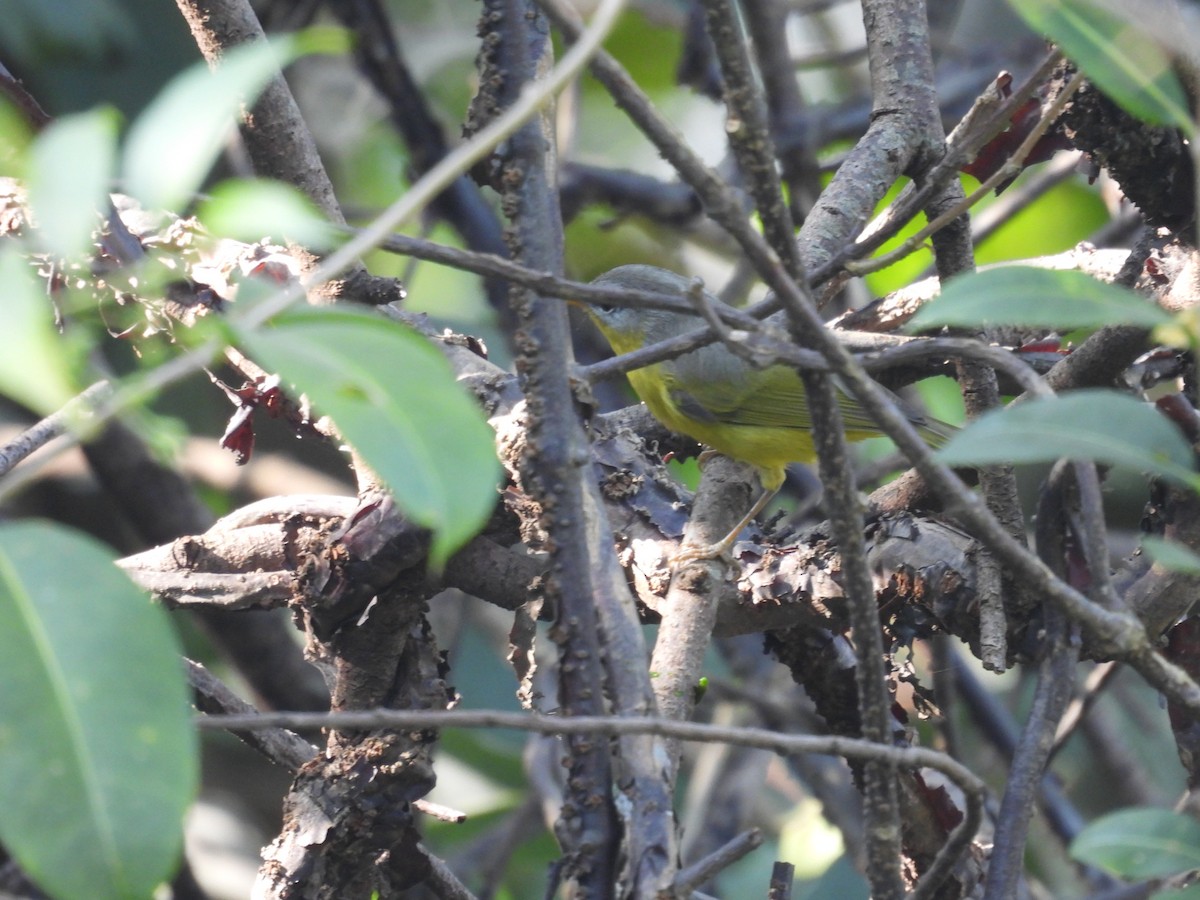 Gray-hooded Warbler - ML627797084