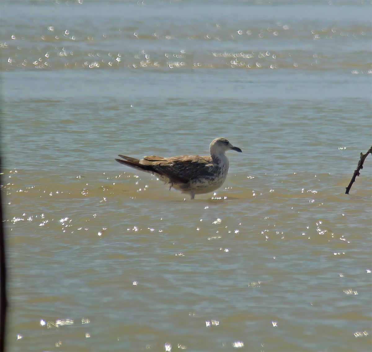 Lesser Black-backed Gull - ML627797090