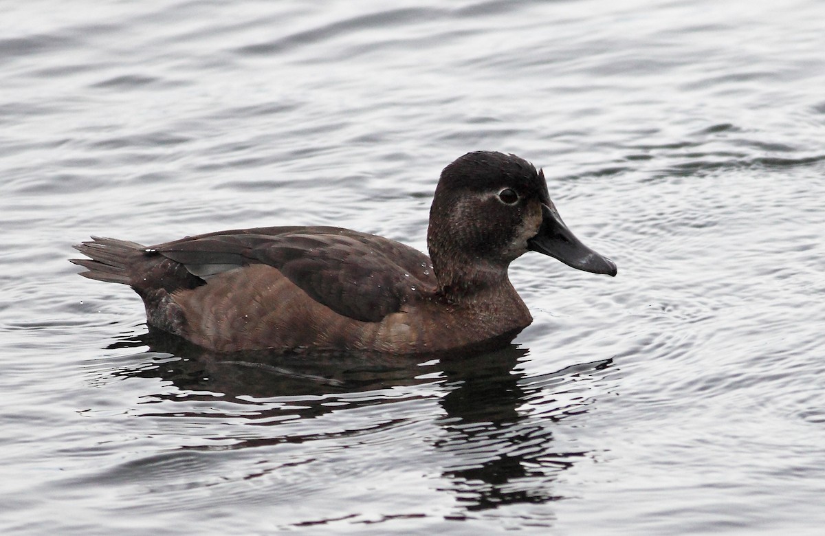 Ring-necked Duck - ML627797093