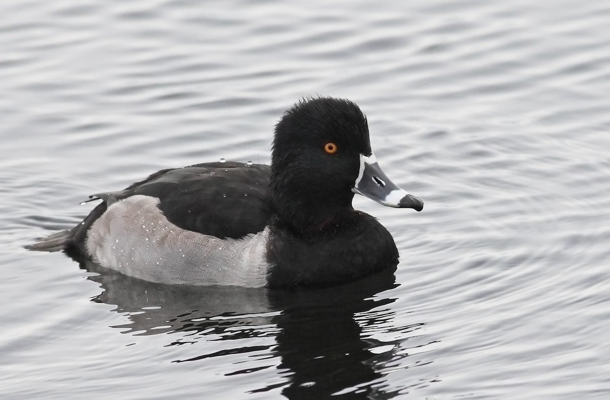 Ring-necked Duck - ML627797095