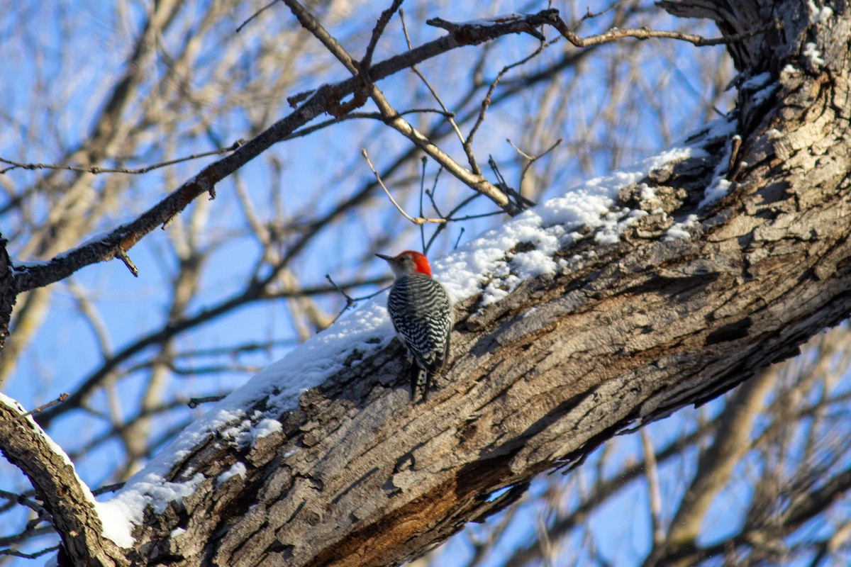 Red-bellied Woodpecker - ML627797113