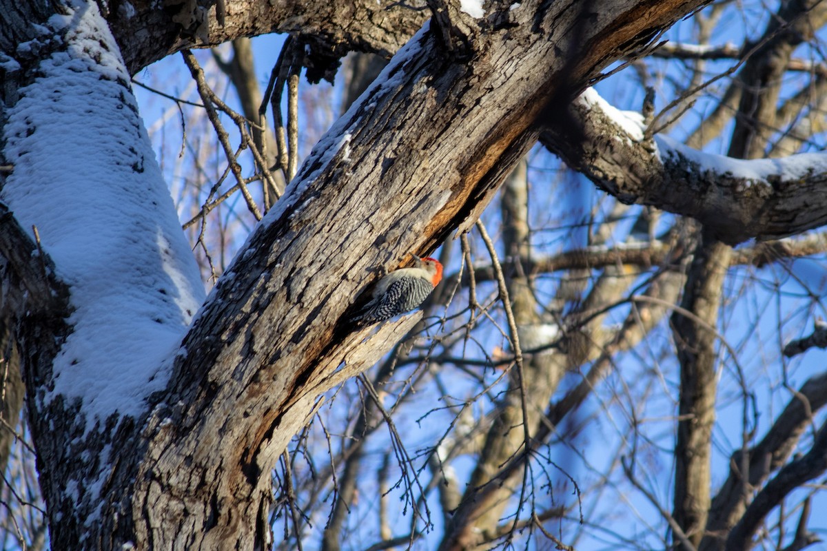 Red-bellied Woodpecker - ML627797114