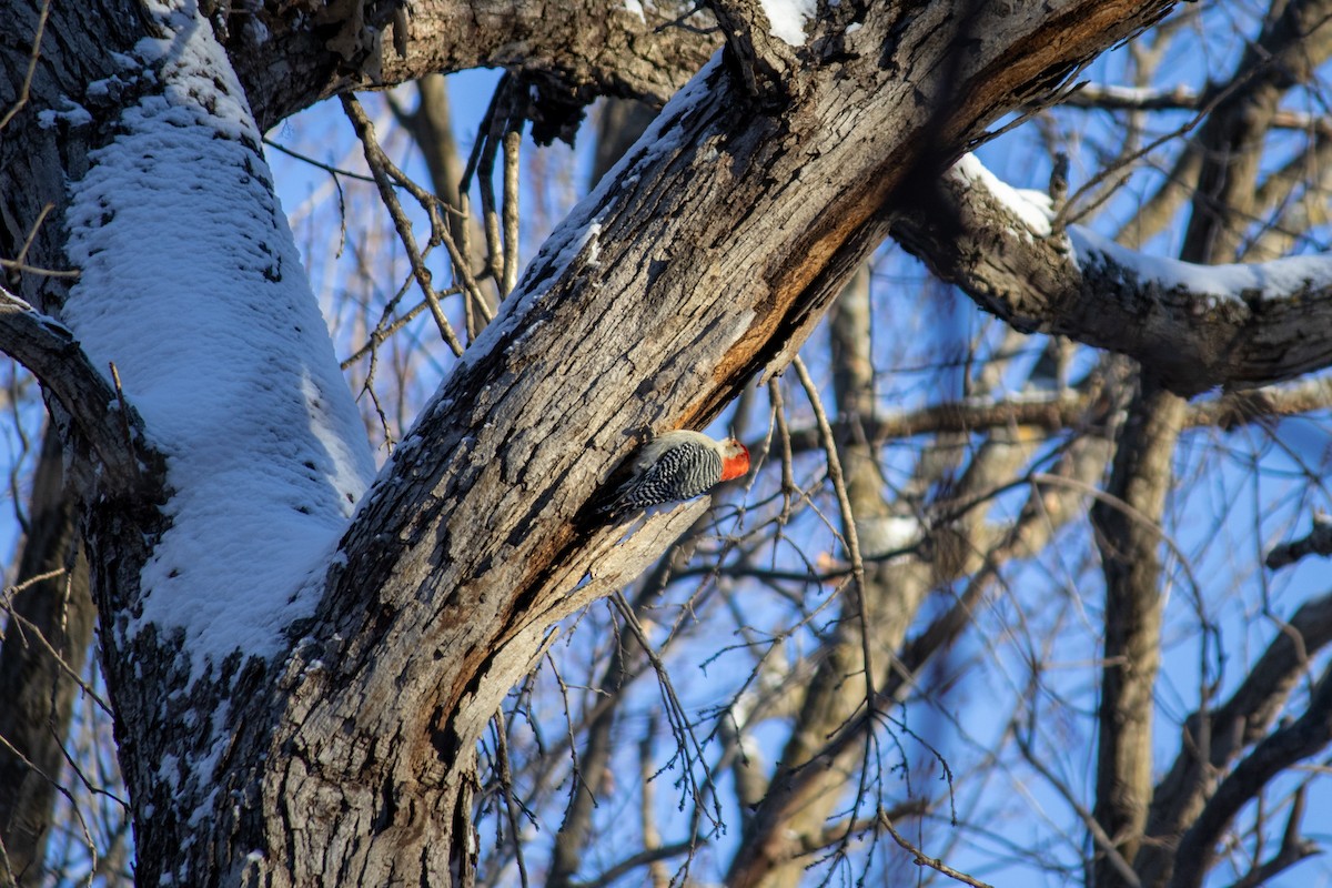 Red-bellied Woodpecker - ML627797115