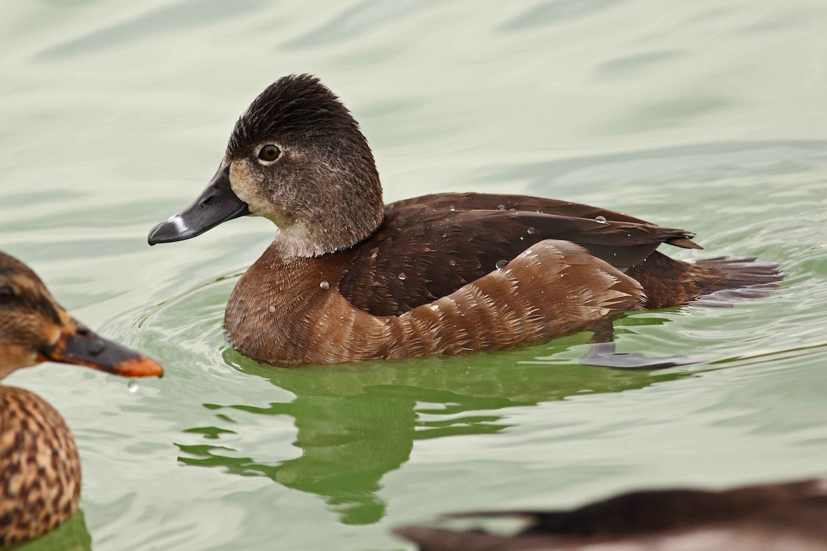 Ring-necked Duck - ML627797120