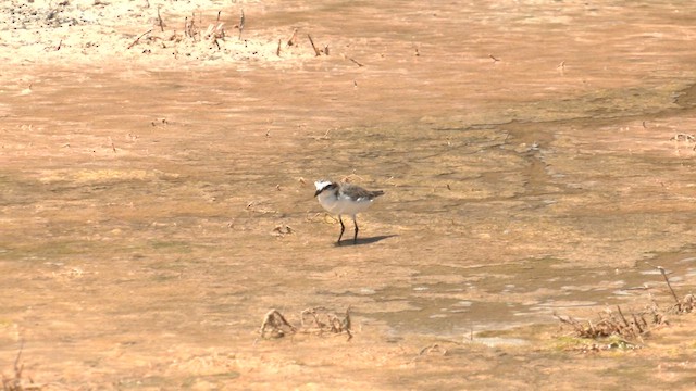 Red-capped Plover - ML627797153