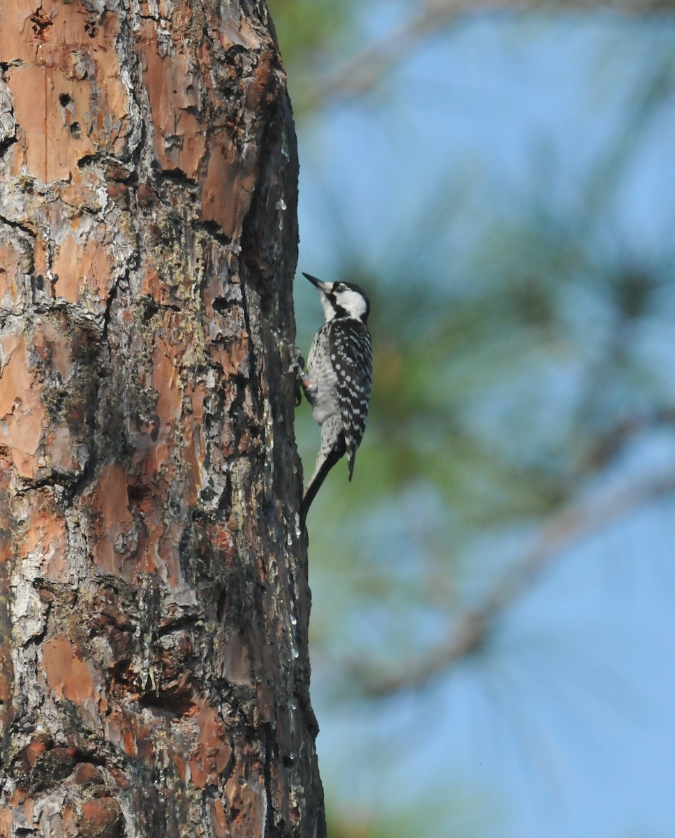 Red-cockaded Woodpecker - ML627797154