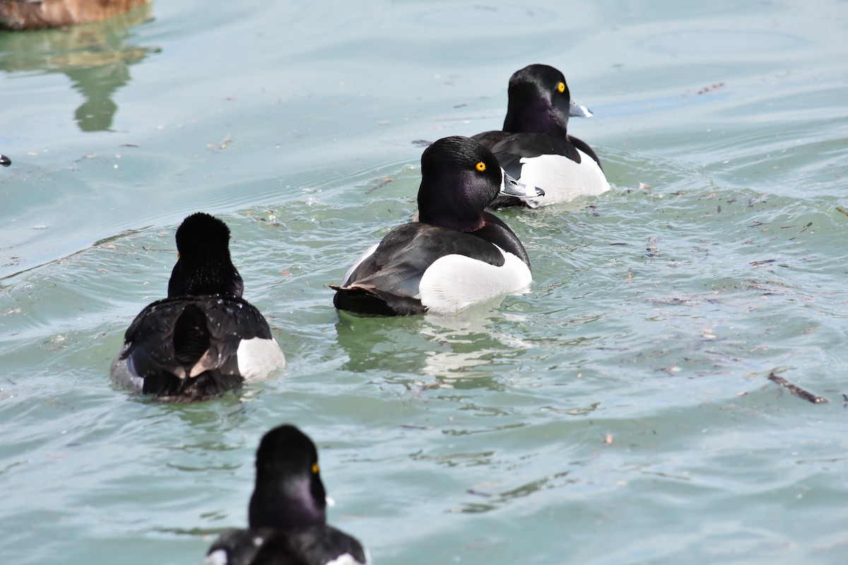 Ring-necked Duck - ML627797158