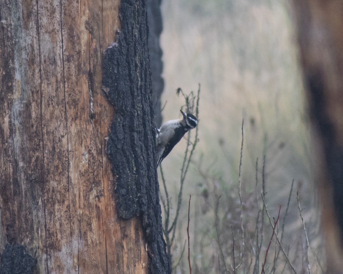 Hairy Woodpecker (South Mexican) - ML627797234